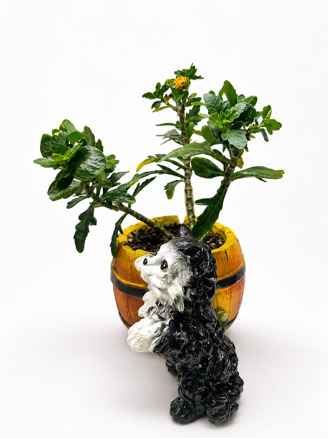Флорариум «Кот с каланхоэ» 